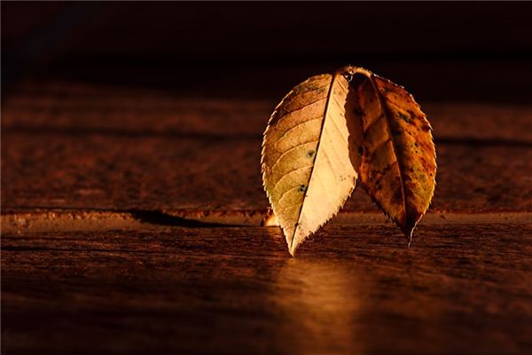 梦见棕色是什么意思 梦见棕色是什么意思