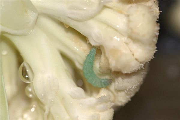 梦见青虫是什么意思 梦见青虫是什么意思