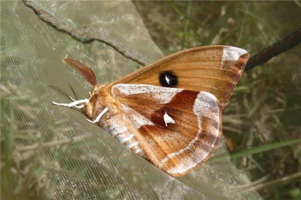 梦见蚕娥是什么意思 梦见蚕娥是什么意思