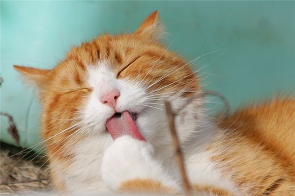 梦见猫挠是什么意思 梦见猫挠是什么意思