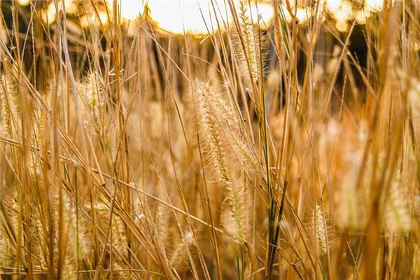 梦见荒草是什么意思