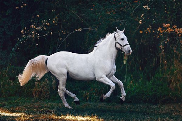梦见马咬人是什么意思 梦见马咬人是什么意思