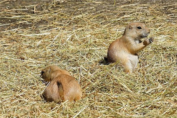 梦见兽交是什么意思 梦见兽交是什么意思