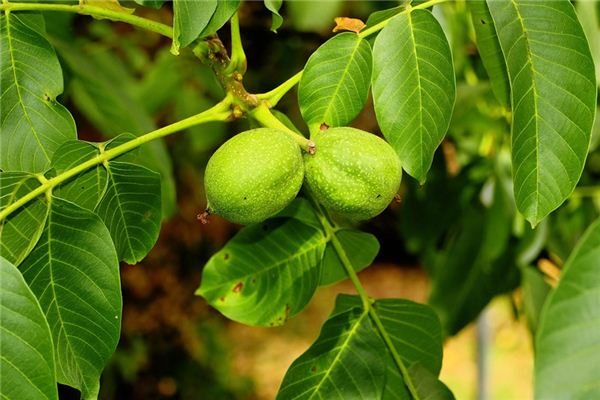 梦见核桃树是什么意思 梦见核桃树是什么意思