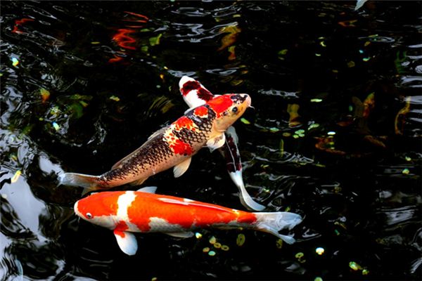 孕妇梦见鲤鱼 孕妇梦见鲤鱼