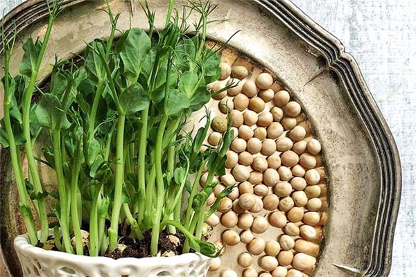 梦见豌豆苗是什么意思 梦见豌豆苗是什么意思