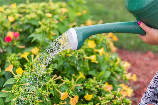 梦见浇花是什么意思 梦见浇花是什么意思