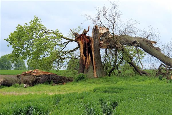 梦见折断是什么意思 梦见折断是什么意思