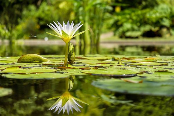 梦见池塘是什么意思 梦见池塘是什么意思