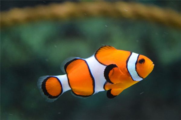 孕妇梦见鱼 孕妇梦见鱼