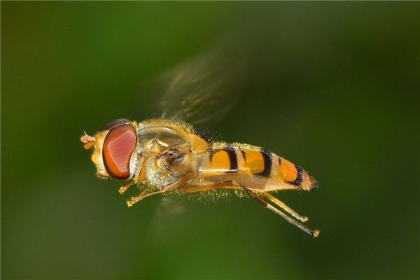 梦见很多死苍蝇是什么意思 梦见很多死苍蝇是什么意思