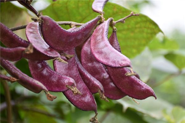 梦见扁豆是什么意思 梦见扁豆是什么意思