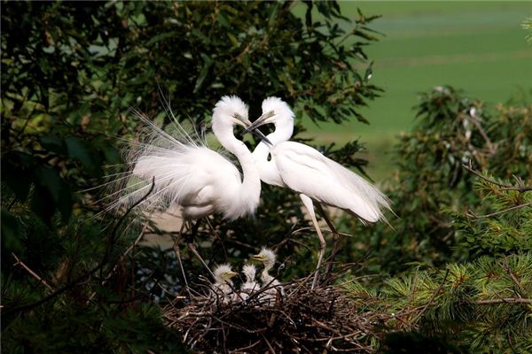梦见白鹭是什么意思 梦见白鹭是什么意思