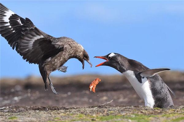 梦见篡夺者是什么意思 梦见篡夺者是什么意思