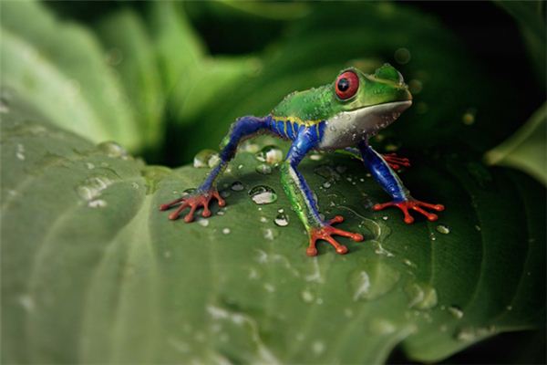 梦见蛇吃青蛙是什么意思 梦见蛇吃青蛙是什么意思