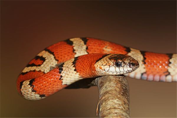 梦见大蛇 梦见大蛇