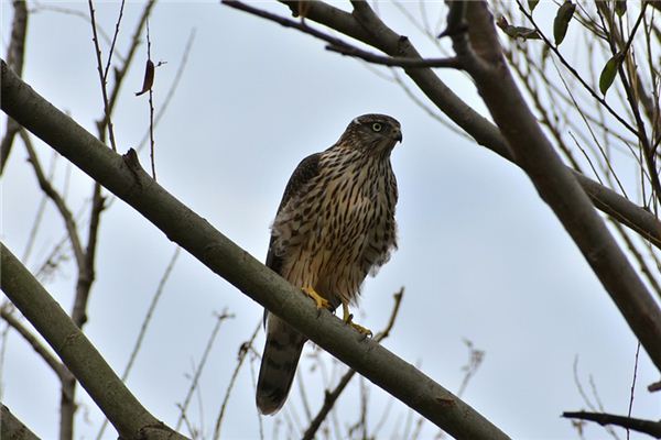 梦见苍鹰是什么意思 梦见苍鹰是什么意思