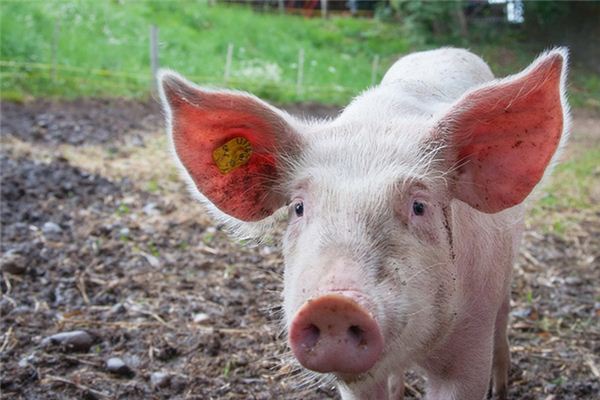 孕妇梦见猪 孕妇梦见猪