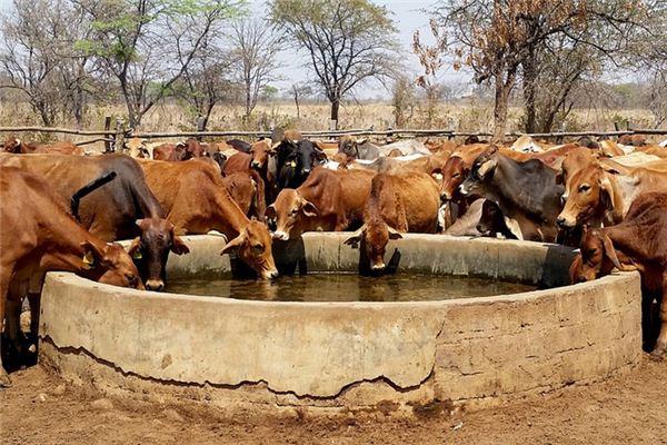 梦见食槽是什么意思 梦见食槽是什么意思