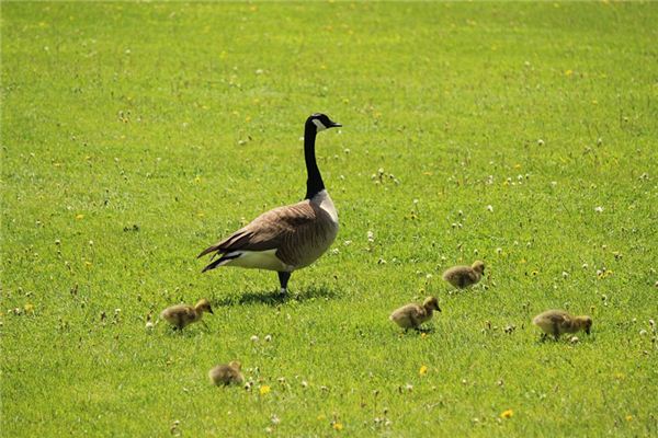 梦见鸨鸟是什么意思 梦见鸨鸟是什么意思