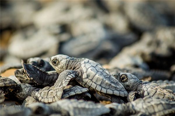 梦见放生是什么意思 梦见放生是什么意思