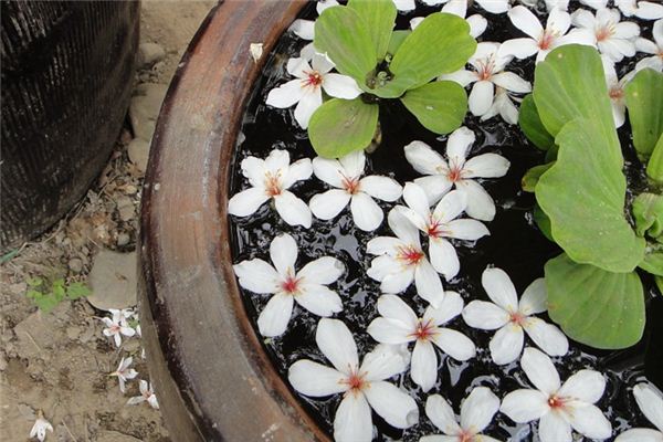 梦见水缸是什么意思 梦见水缸是什么意思