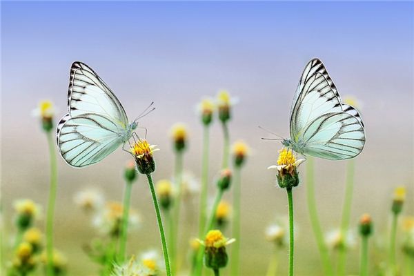 梦见超尘物是什么意思 梦见超尘物是什么意思