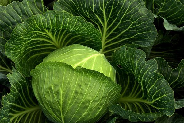 梦见卷心菜是什么意思 梦见卷心菜是什么意思