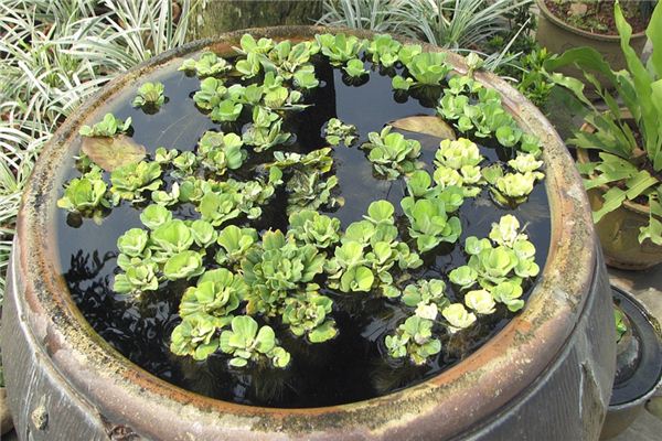 梦见大水缸是什么意思 梦见大水缸是什么意思