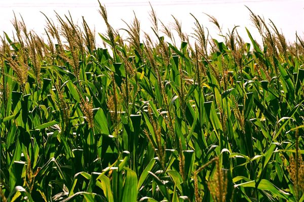 梦见庄稼是什么意思 梦见庄稼是什么意思