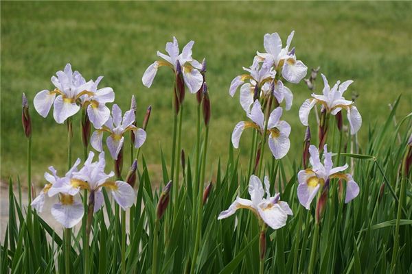 梦见菖蒲是什么意思 梦见菖蒲是什么意思