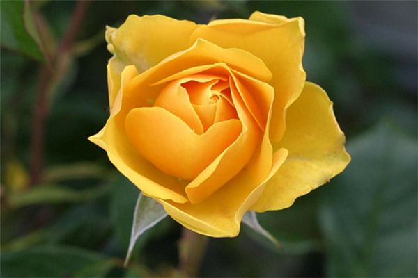 梦见黄色花朵是什么意思 梦见黄色花朵是什么意思