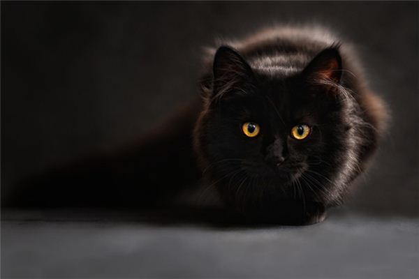 梦见猫咬自己是什么意思 梦见猫咬自己是什么意思