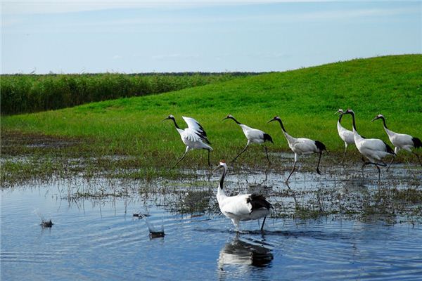 梦见丹顶鹤是什么意思 梦见丹顶鹤是什么意思