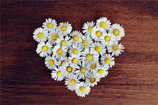 梦见菊花是什么意思 梦见菊花是什么意思