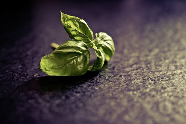 梦见中草药是什么意思 梦见中草药是什么意思