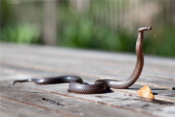梦见蛇缠身 梦见蛇缠身