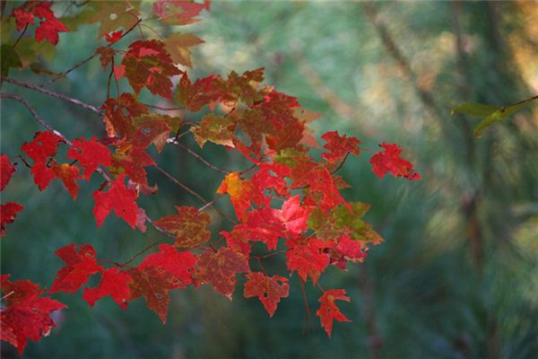 梦见季节变化是什么意思 梦见季节变化是什么意思