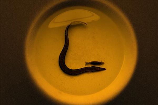 梦见吃泥鳅是什么意思 梦见吃泥鳅是什么意思