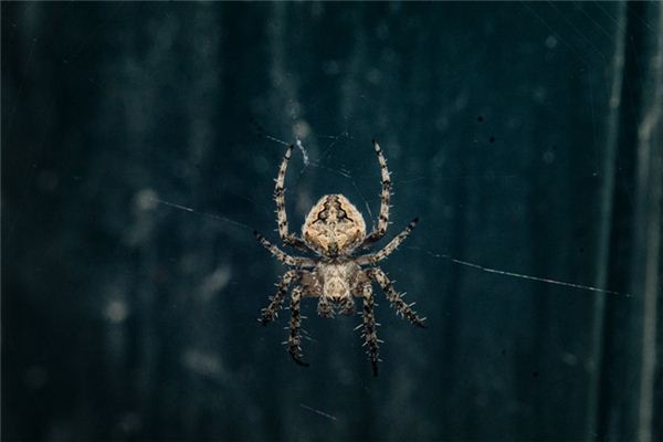 做梦梦到蜘蛛 做梦梦到蜘蛛