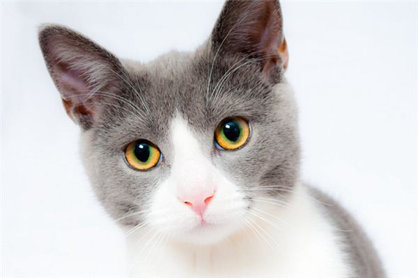 孕妇梦见猫 孕妇梦见猫