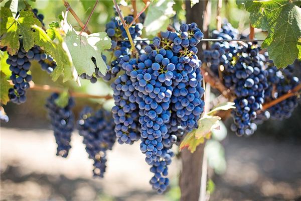 梦见吃葡萄是什么意思 梦见吃葡萄是什么意思