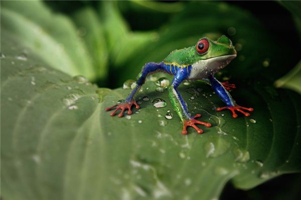 梦见吃青蛙是什么意思 梦见吃青蛙是什么意思