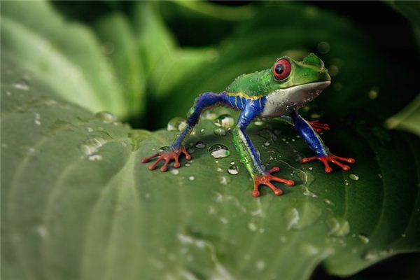 孕妇梦见青蛙 孕妇梦见青蛙