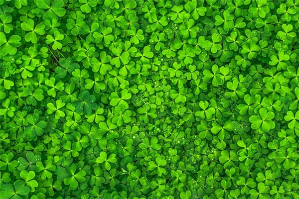 梦见三叶草是什么意思 梦见三叶草是什么意思