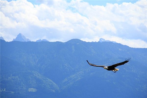 梦见雕是什么意思 梦见雕是什么意思