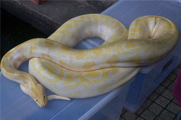 梦见被蟒蛇咬是什么意思 梦见被蟒蛇咬是什么意思