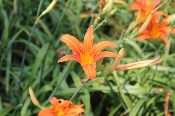 梦见橘色是什么意思 梦见橘色是什么意思