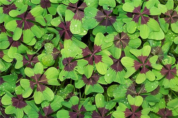 梦见幸运是什么意思 梦见幸运是什么意思