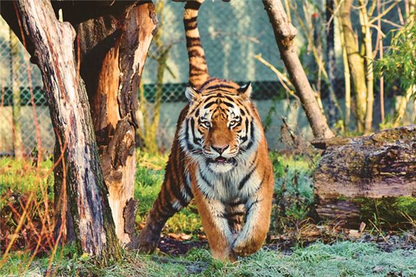 梦见老虎咬我 梦见老虎咬我